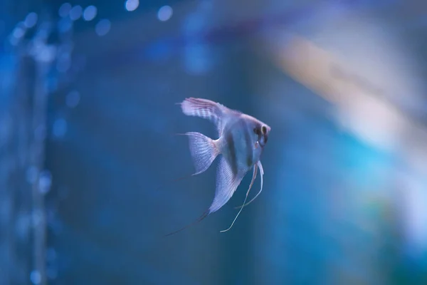 Small gray fish — Stock Photo, Image