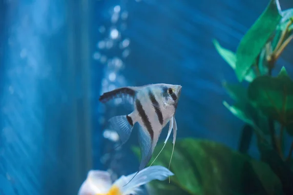 One fish in aquarium water — Stock Photo, Image