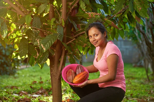 Cocoa harvesting theme — Stock Photo, Image