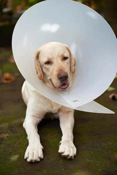 Roztomilý pes labrador s límcem kužel — Stock fotografie