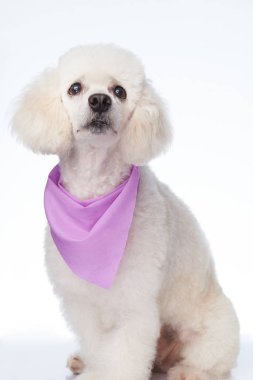 Beyaz fino köpeği aramak