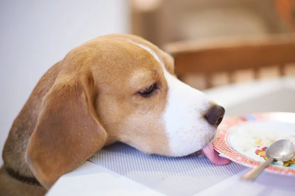 Beagle cão lambendo prato da mesa — Fotografia de Stock