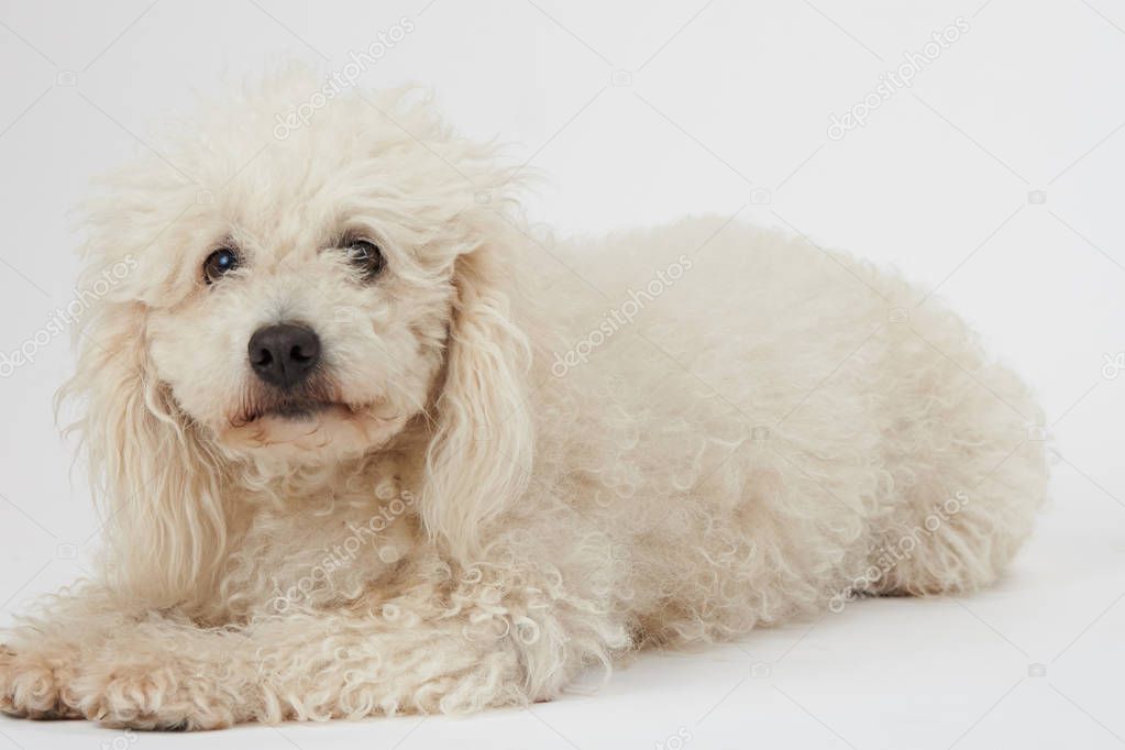 Not groomed white poodle dog isolated lying 