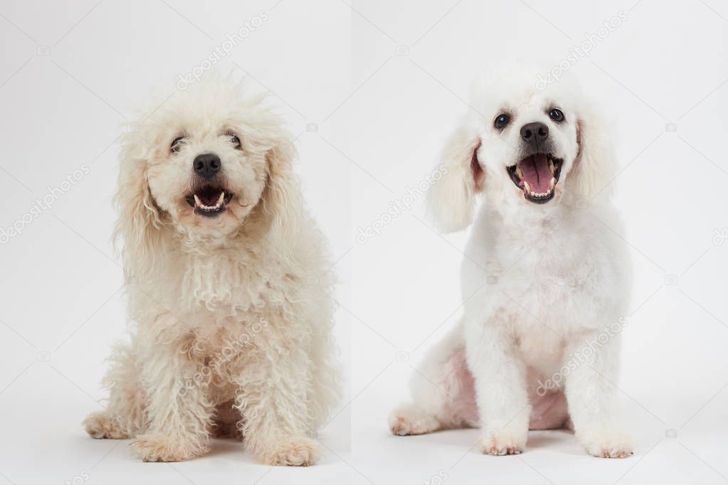 Poodle Haircut Cortes De Pelo Para French Perros Caniche Corte De