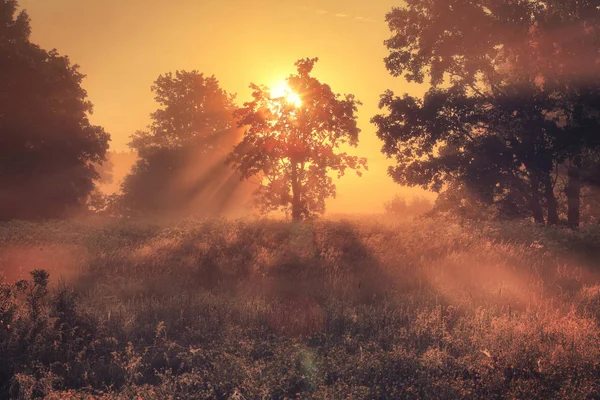 Luz de la mañana. Naturaleza otoñal . — Foto de Stock