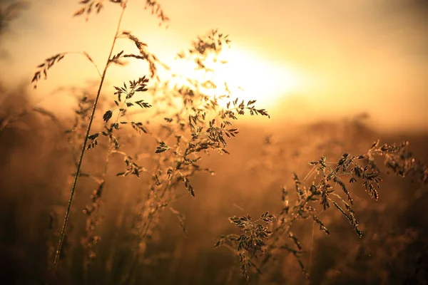Sabah güneş ışığı. Sonbahar Doğa.