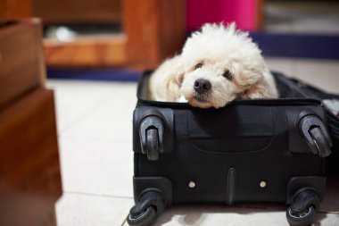 Sevimli köpek siyah çantada döşeme