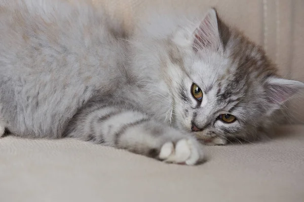 Грайливий кошеня сірий — стокове фото