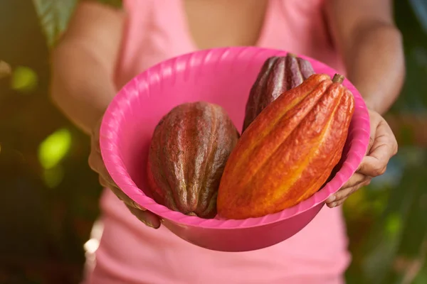 Vainas de cacao yacen en bandeja — Foto de Stock