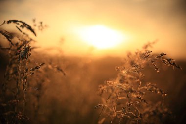 Sabah güneşli arka plan