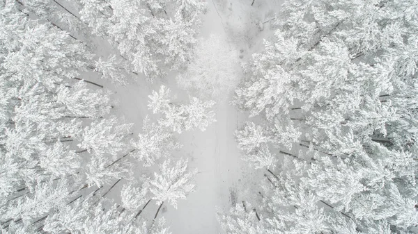 Δάσος καλυμμένο με χιόνι — Φωτογραφία Αρχείου