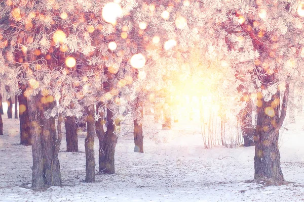 Colorful snowflakes in park — Stock Photo, Image