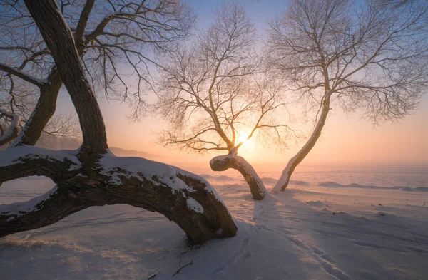Árvores de inverno ao pôr do sol — Fotografia de Stock