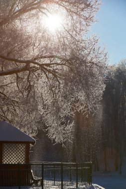Park Kış güneşli bir günde