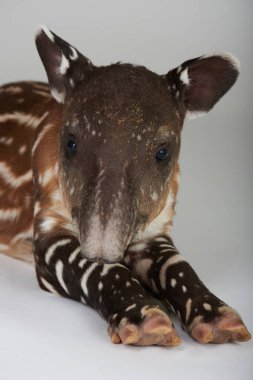 Portrait of baby tapir clipart