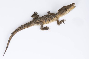 Timsah görünümünün üst