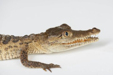 Timsah Başkanı yakın çekim