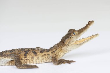 Timsah açık çene ile