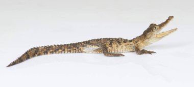 Açık ağız ile genç timsah