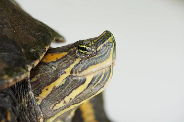 Retrato de cerca de tortuga colorida —  Fotos de Stock