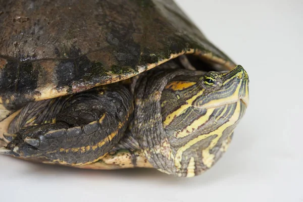 Vue latérale rapprochée sur la tortue — Photo