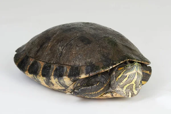 Una tortuga joven —  Fotos de Stock