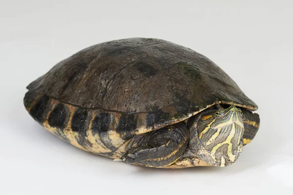 Une jeune tortue — Photo