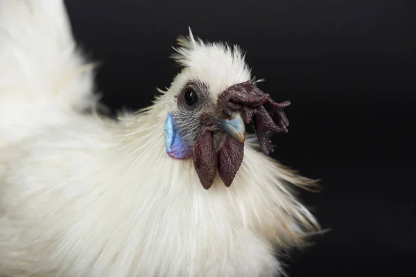 Portrait of white rooster