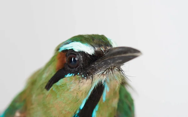 Retrato de pássaro guardabarranco — Fotografia de Stock