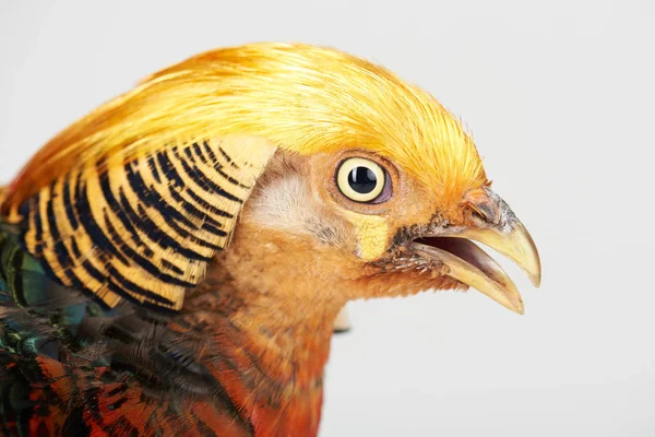 Желтая голова фазана — стоковое фото