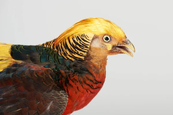 Профільний портрет фазанської птиці — стокове фото