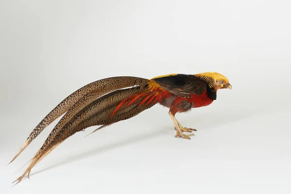 Pássaro faisão colorido brilhante — Fotografia de Stock