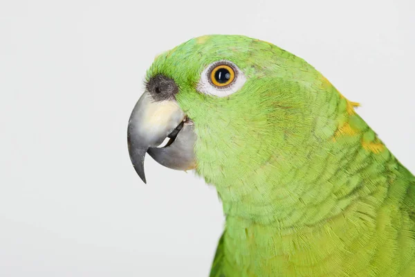 Portrait of green parrot