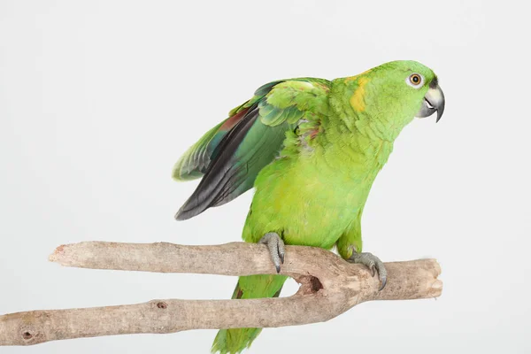 Papagaio verde no ramo de árvore — Fotografia de Stock