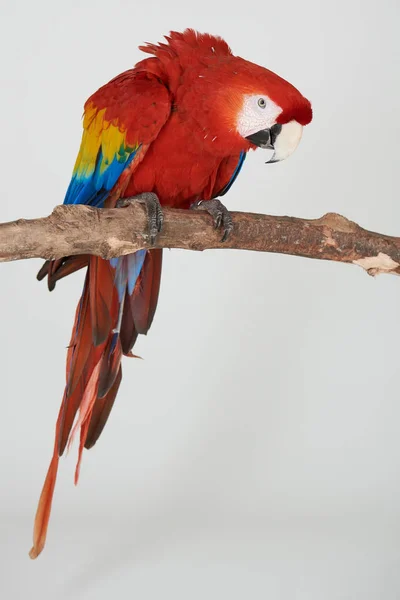 Czerwone papugi na gałęzi — Zdjęcie stockowe