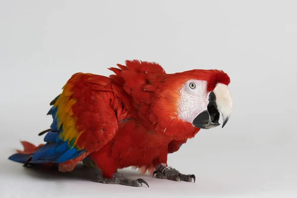 Boi się czerwony papuga — Zdjęcie stockowe