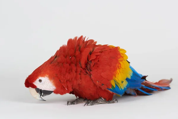 Eating red macaw parrot — Stock Photo, Image