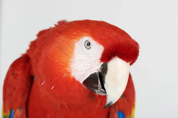 Close up retrato de papagaio vermelho — Fotografia de Stock