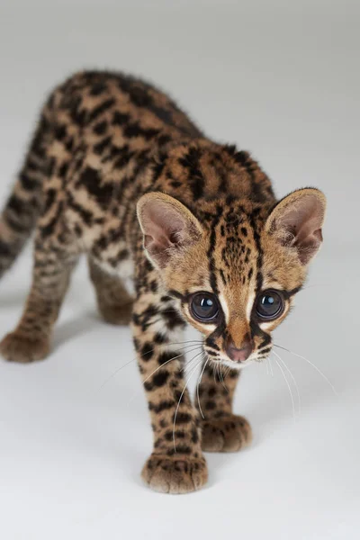 Tygrys Kot Lub Ocelot Kot Z Brazylii Zdjęcie Stockowe Hecke06
