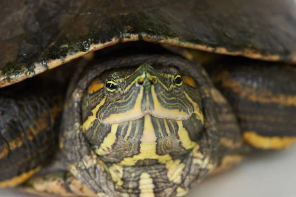 Макропортрет черепахи — стоковое фото