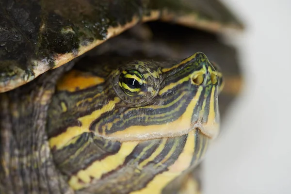 Temaet Skilpadde reptil – stockfoto