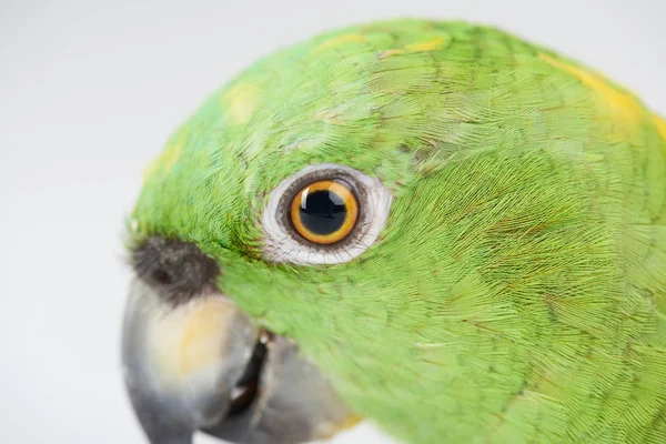Zamknąć oko papuga — Zdjęcie stockowe