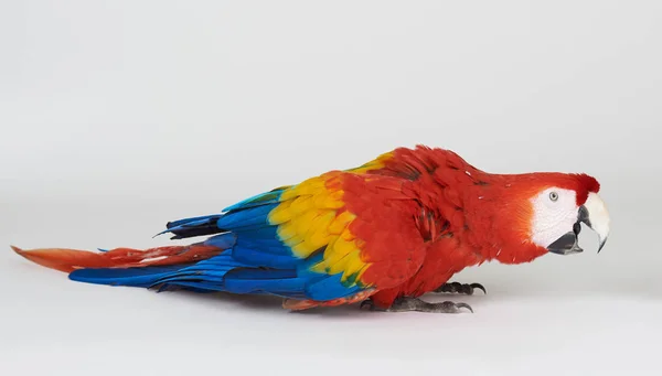 Czerwony papuga z otwartym dziobem — Zdjęcie stockowe