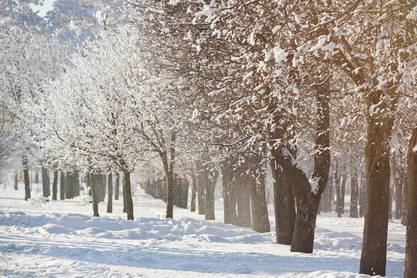 Fondo de vacaciones de invierno — Foto de Stock