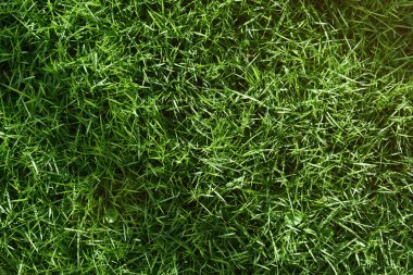 çayır ile yeşil çimen