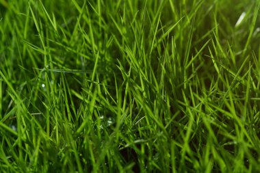 Yeşil çimenlerin üzerinde sarı güneş ışığı