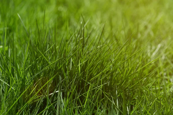 Grönt gräs på soliga ljus — Stockfoto