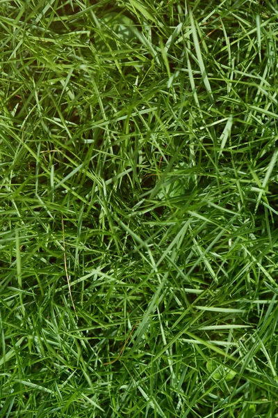 Boven uitzicht op groen gras — Stockfoto