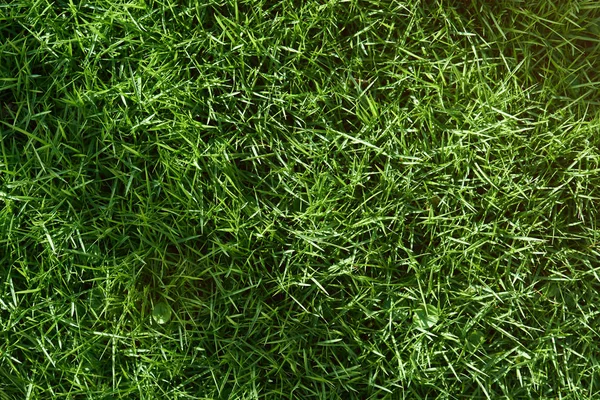 Pradera con hierba verde —  Fotos de Stock