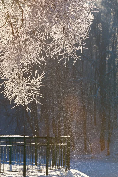 Светящийся снег падает с ветки дерева — стоковое фото